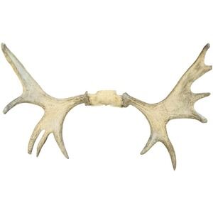 Naturally Shed Wild Moose Antler (Horn,‎ Knife, Carving, Chew, Taxidermy) Full